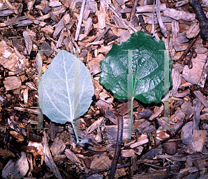 Picture of Populus x canadensis 