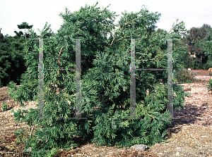 Picture of Afrocarpus usambarensis 