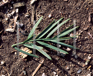 Picture of Afrocarpus usambarensis 