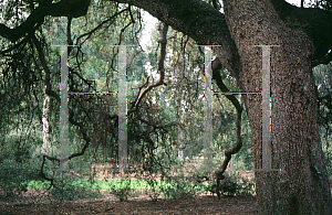 Picture of Quercus engelmannii 