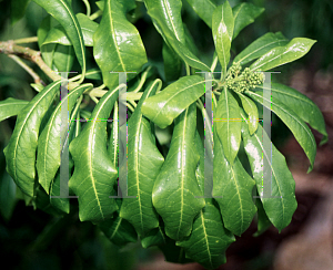 Picture of Pittosporum mannii 