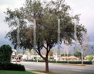 Picture of Quercus wislizenii 