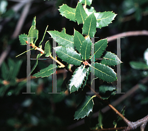 Picture of Quercus wislizenii 