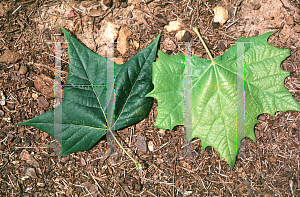 Picture of Platanus occidentalis 'Howard'