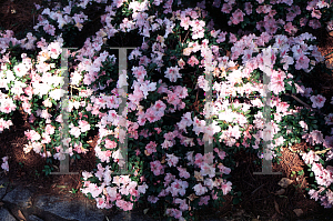Picture of Rhododendron satsuki 'Azaka'