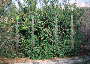 Picture of Rhus integrifolia 