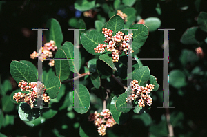 Picture of Rhus integrifolia 