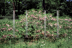 Picture of Robinia hispida 