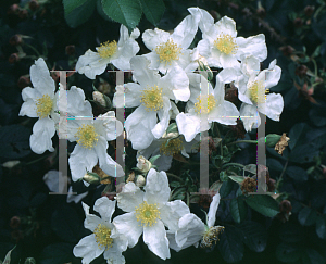Picture of Rosa  'Paulii'