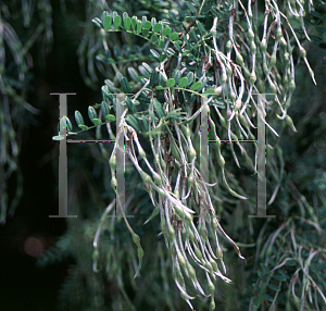 Picture of Sophora davidii 