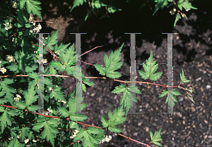 Picture of Stephanandra incisa 'Crispa'