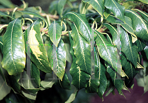 Picture of Pittosporum mannii 