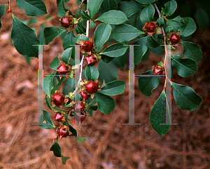 Picture of Stewartia rostrata 