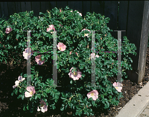 Picture of Rosa rugosa 'Frau Dagmar Hastrup'