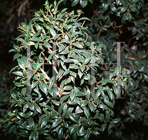 Picture of Syzygium paniculatum 'Newport'
