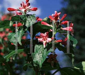 Picture of Weigela x 'Groenewegenii'