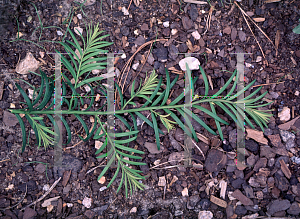 Picture of Taxus chinensis 