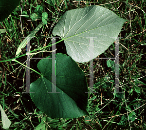 Picture of Tilia psilolaris 