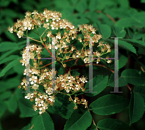 Picture of Sorbus pohuashanensis 