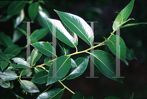 Picture of Salix pentandra 