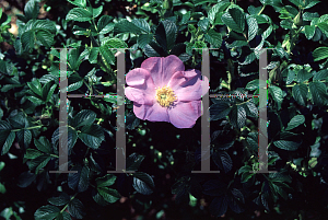 Picture of Rosa rugosa 'Frau Dagmar Hastrup'