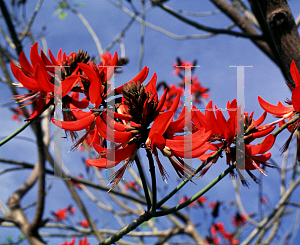 Picture of Erythrina x sykesii 