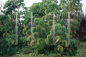 Picture of Schefflera pueckleri 