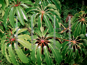 Picture of Schefflera pueckleri 