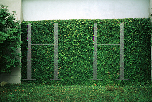 Picture of Ficus pumila 