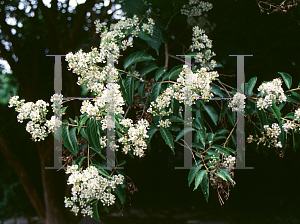 Picture of Lagerstroemia fauriei 'Townhouse'