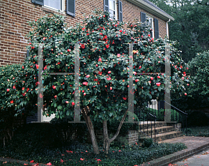 Picture of Camellia japonica 