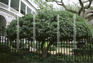 Picture of Pittosporum tobira 