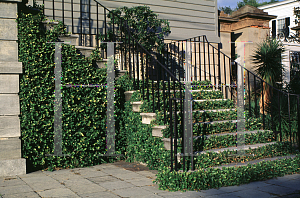 Picture of Ficus pumila 