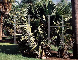 Picture of Sabal blackburniana 