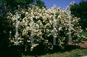 Picture of Deutzia x lemoinei 