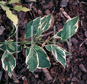 Picture of Cornus stolonifera 'Silver and Gold'