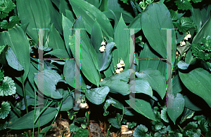 Picture of Convallaria majalis 