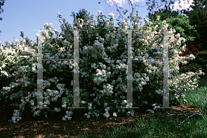 Picture of Deutzia x lemoinei 'Compacta'