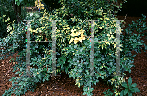 Picture of Elaeagnus pungens 'Clemson Variegated'