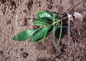 Picture of Cyrilla racemiflora 