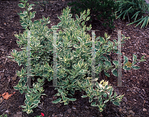 Picture of Cornus stolonifera 'Silver and Gold'