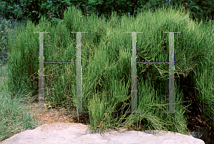 Picture of Ephedra viridis 