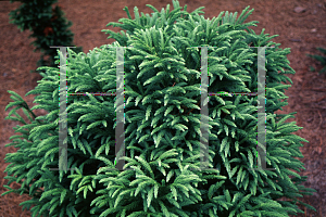 Picture of Cryptomeria japonica 'Globosa Nana'