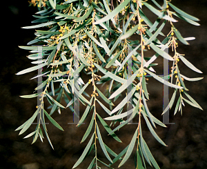 Picture of Eremophila serpens 