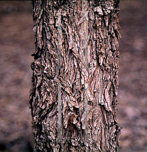 Picture of Eremophila serpens 