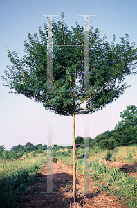 Picture of Acer palmatum (Dissectum Group) 'Seiryu'