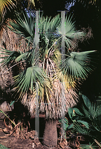 Picture of Brahea aculeata 'Elegans'