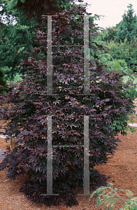 Picture of Acer palmatum 'Moonfire'