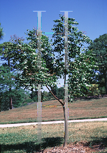 Picture of Azadirachta indica 