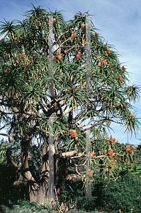 Picture of Aloe bainesii '~Species'